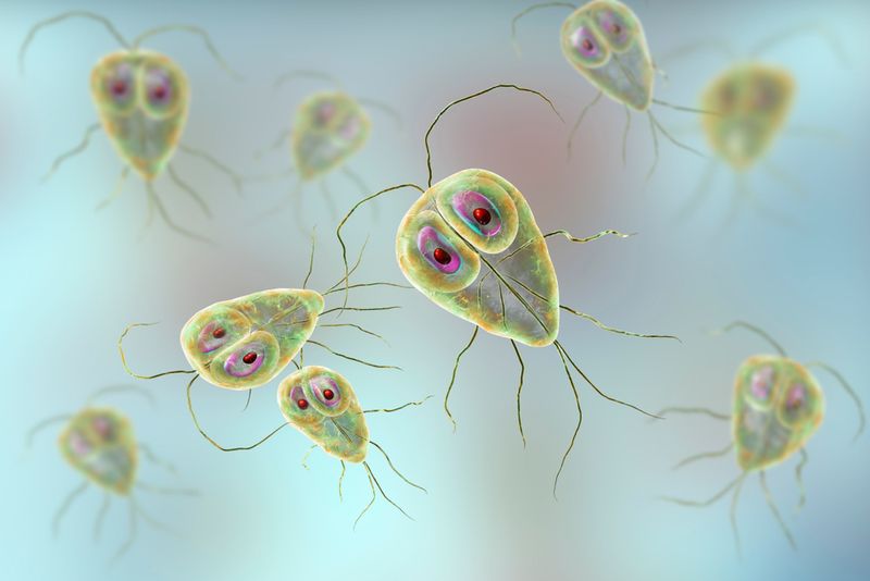 Giardia lamblia