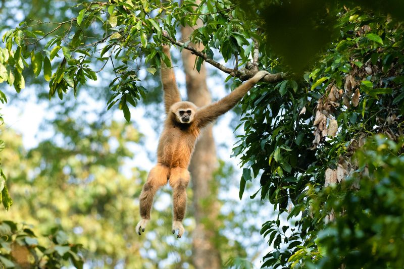 Gibbon's Flamboyant Swing