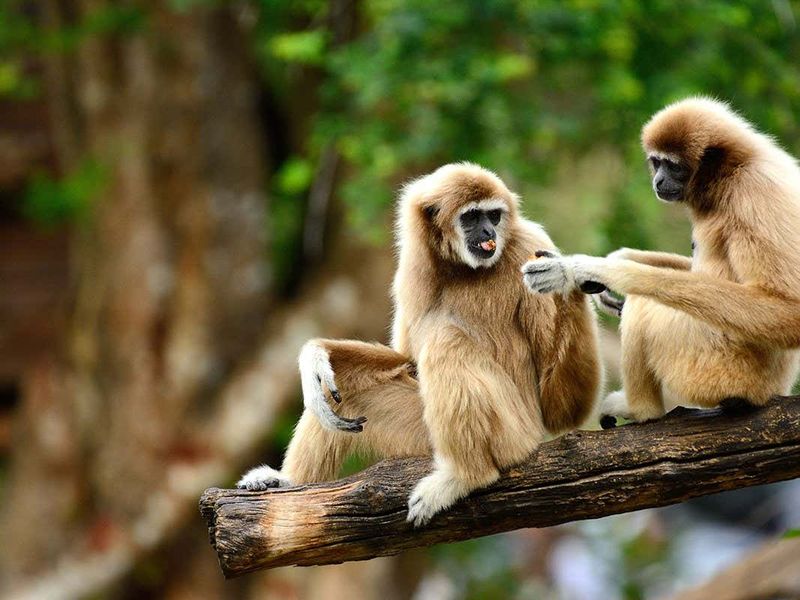 Gibbon