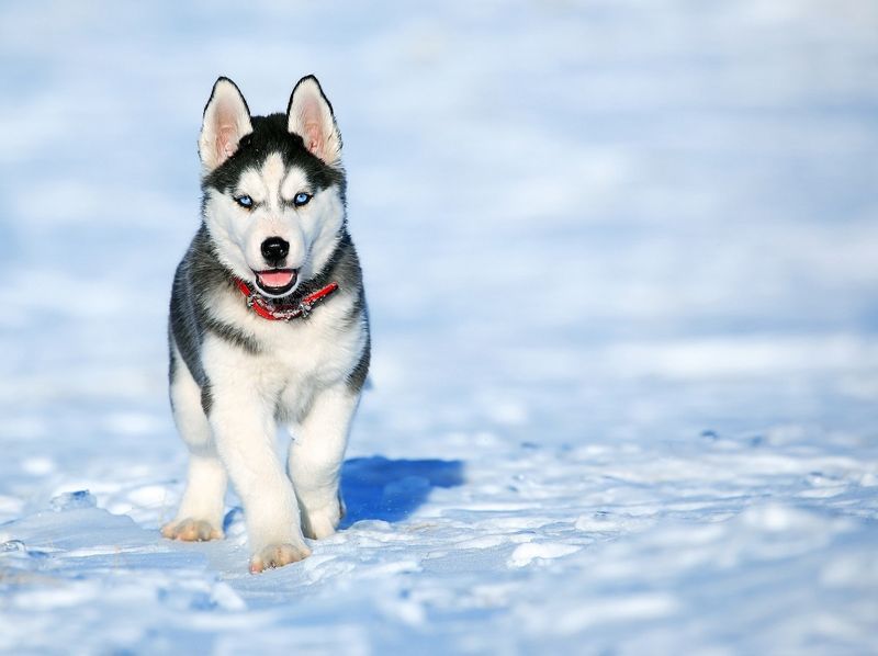 Gigi, the Sled Dog