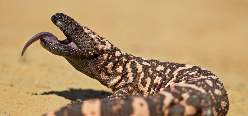 Gila Monster