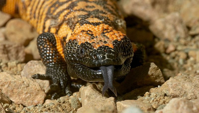 Gila Monster