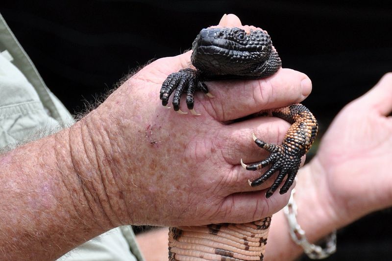 Gila Monster