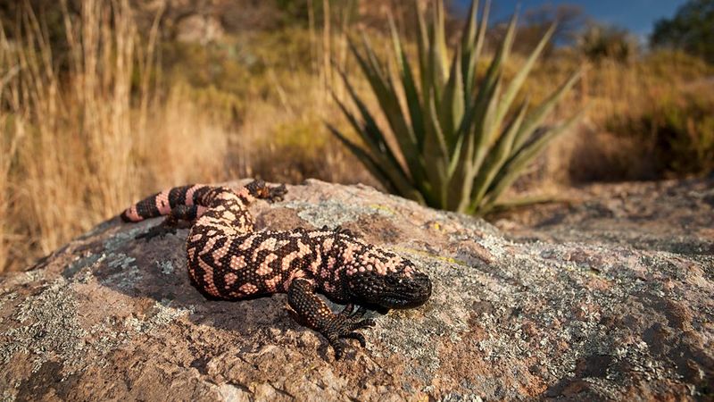 Gila Monster