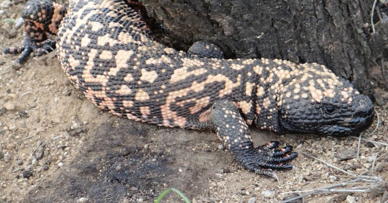 Gila Monster