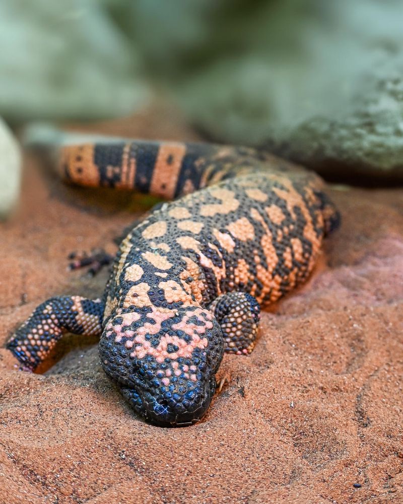 Gila Monster