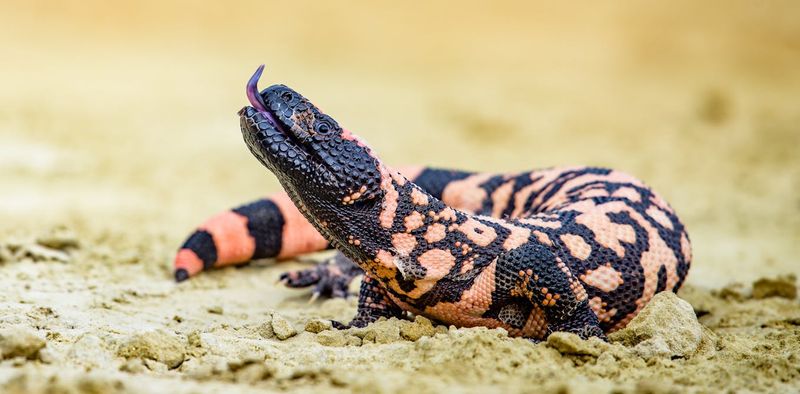 Gila Monster