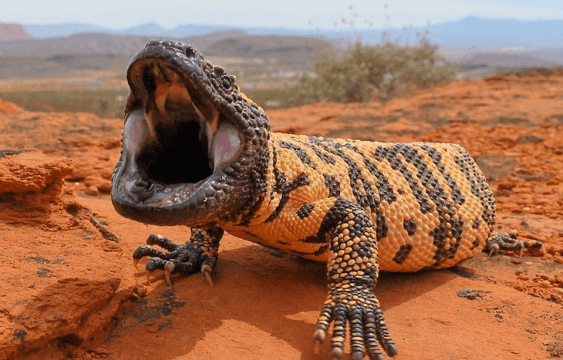 Gila Monster