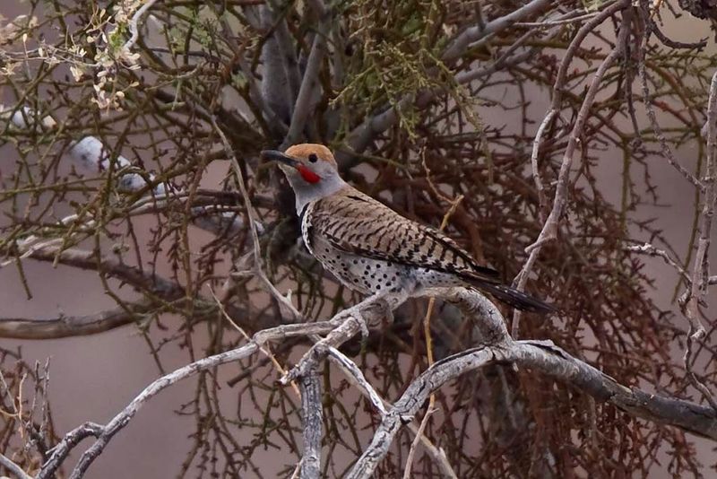 Gilded Flicker