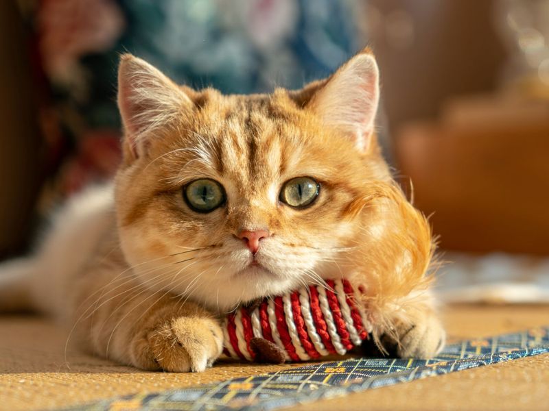 Ginger Gizmo