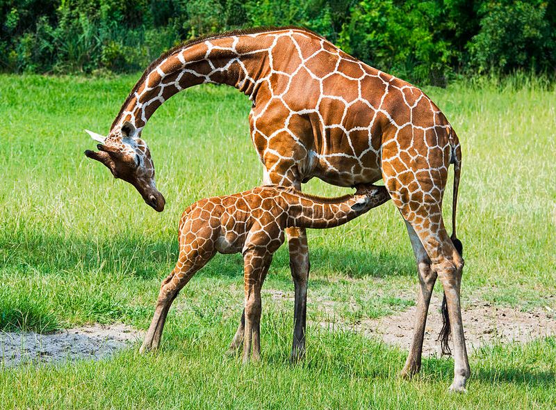 Giraffe