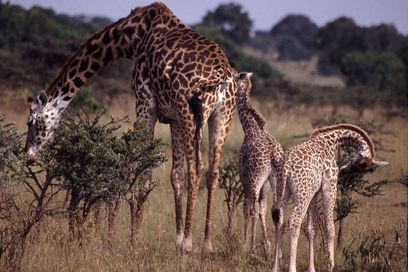 Giraffe
