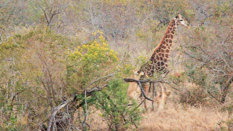 Giraffe