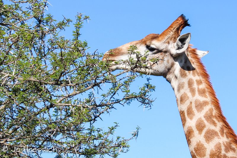 Giraffe