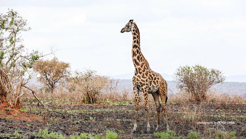 Giraffe