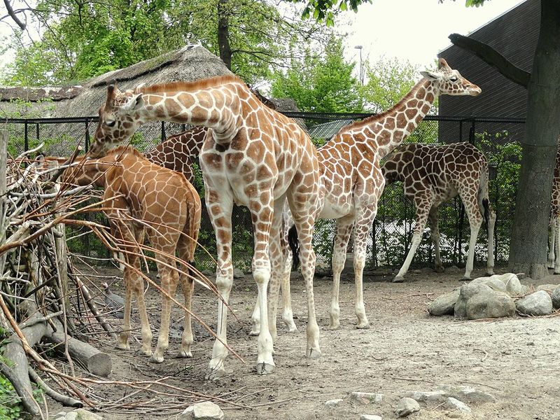Giraffe