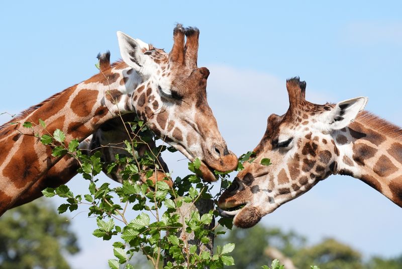Giraffe