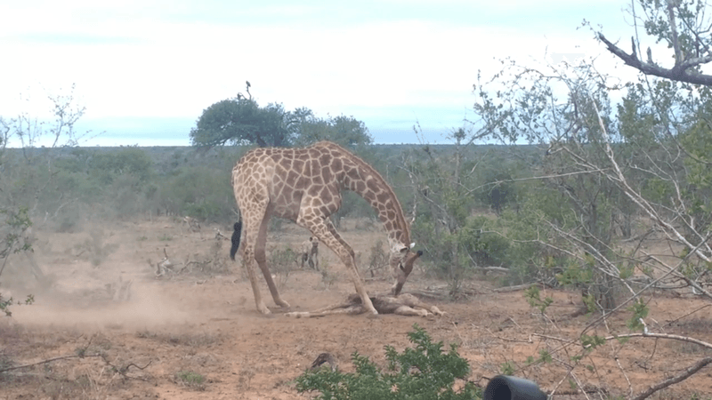 Giraffes