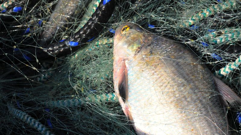 Gizzard Shad