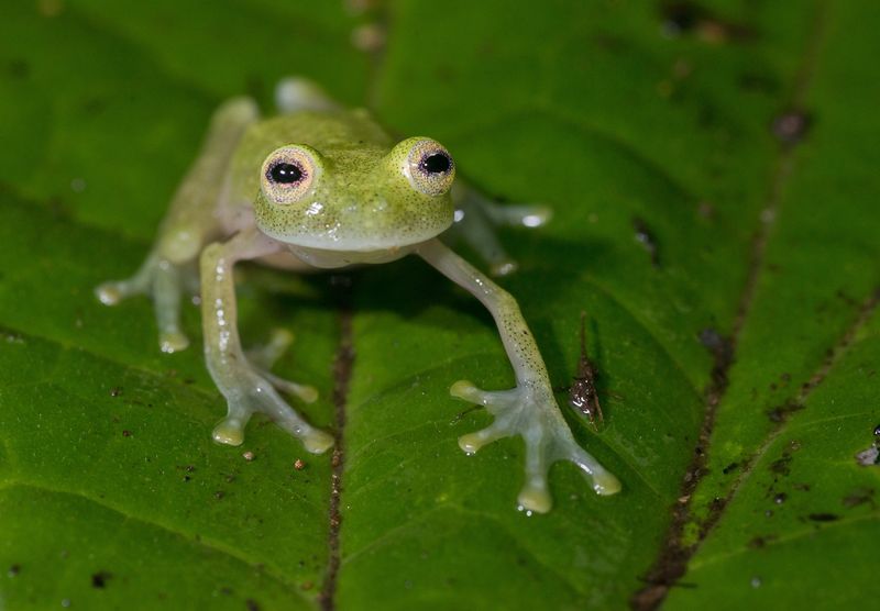 Glass Frog