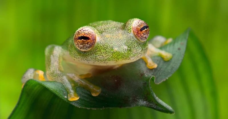 Glass Frog