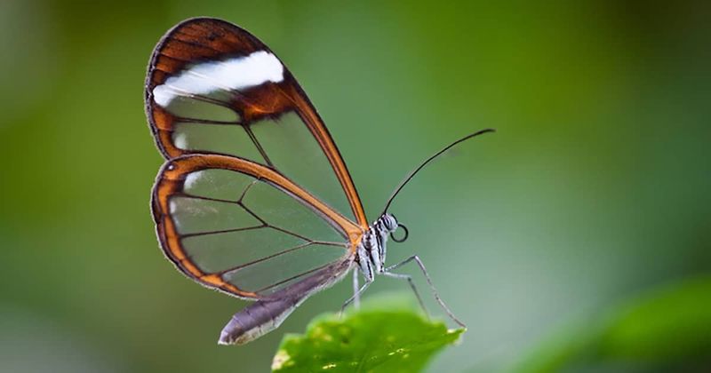 Glasswing Butterfly