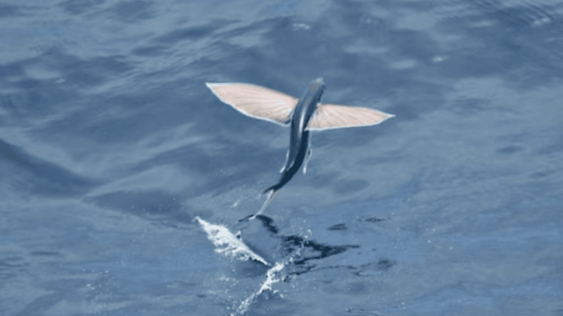 Gliding Distances