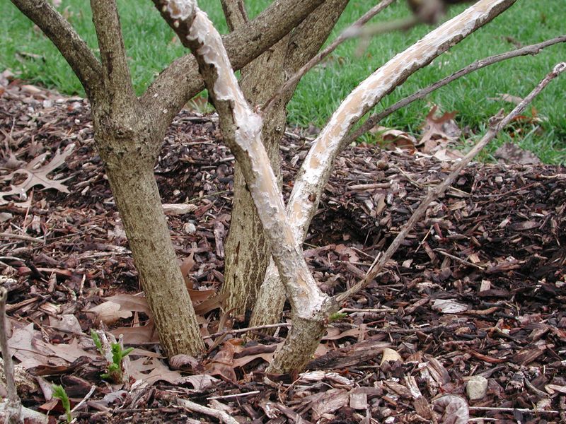 Gnawed Bark