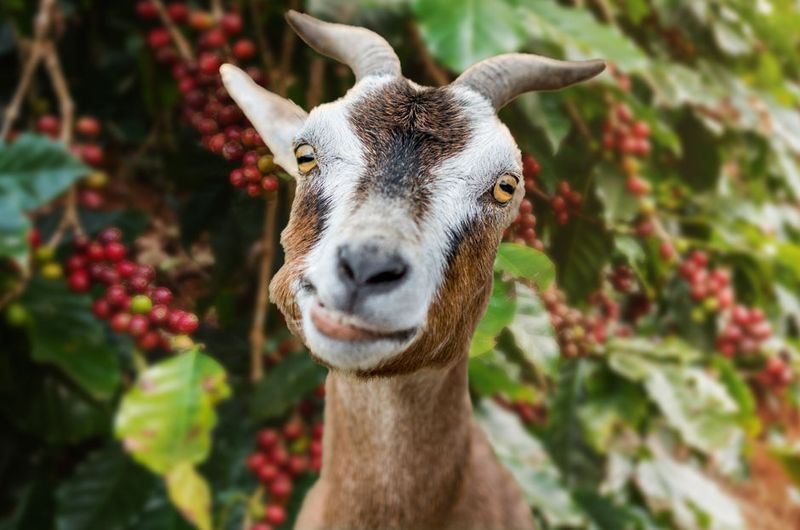 Goats