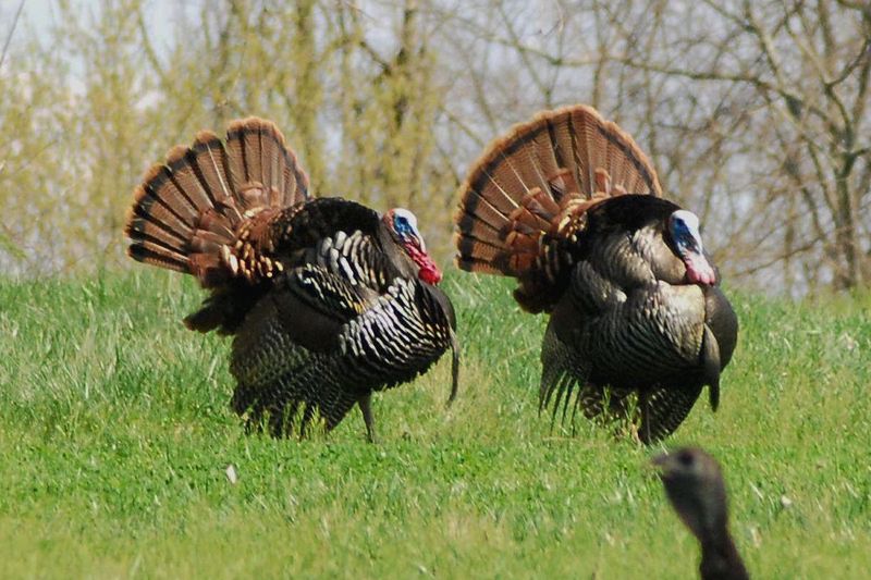 Gobbler Movement Patterns