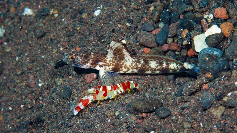 Gobies and Pistol Shrimps