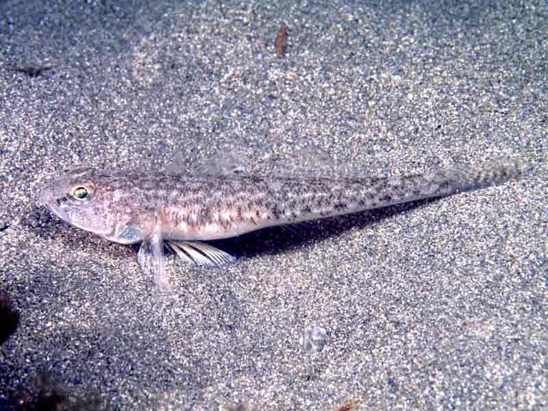 Goby Fish