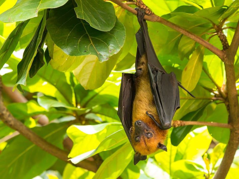 Golden-Crowned Flying Fox
