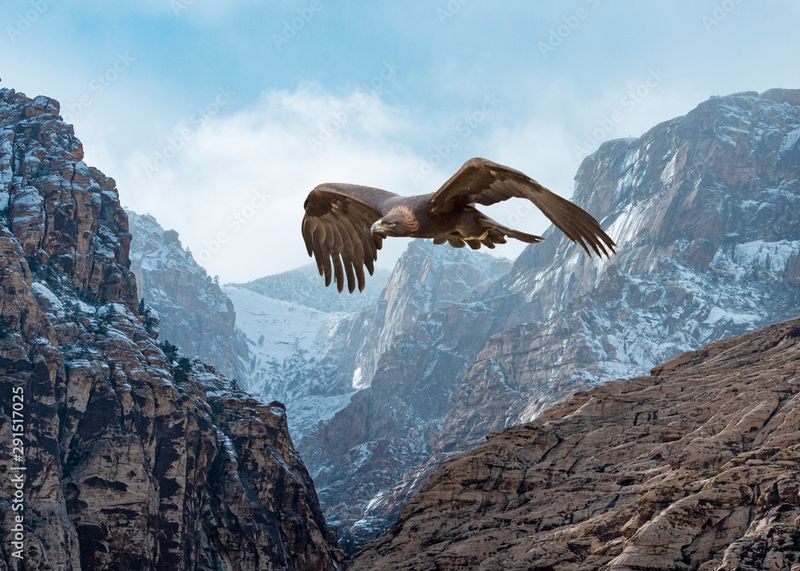 Golden Eagle