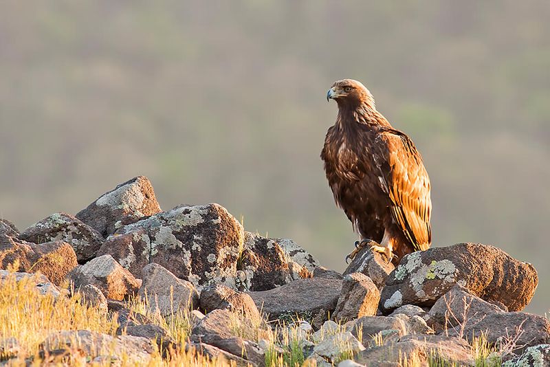 Golden Eagle