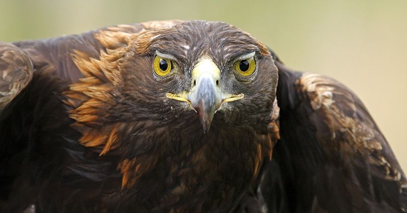 Golden Eagle
