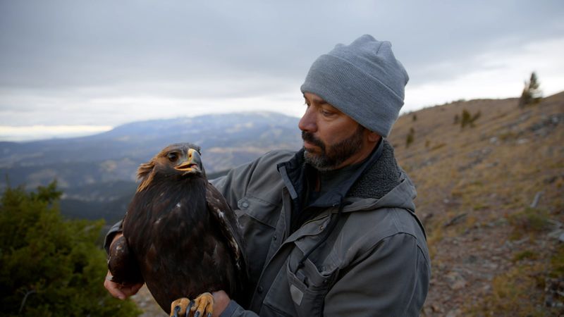 Golden Eagle