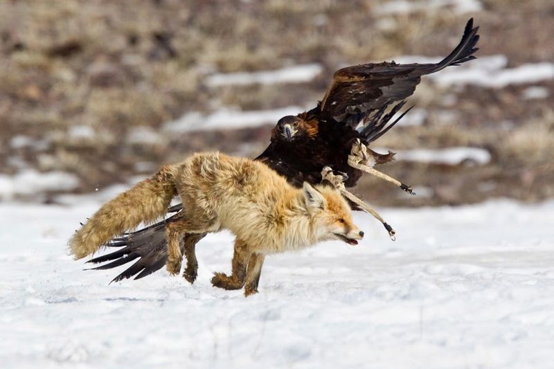 Golden Eagle