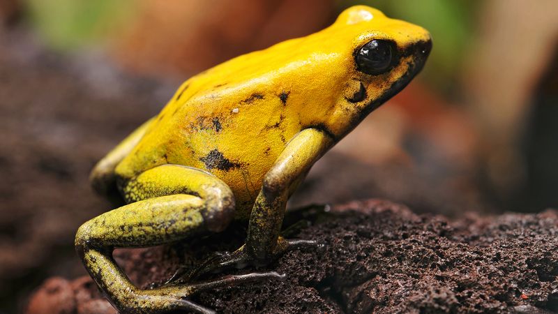 Golden Poison Dart Frog