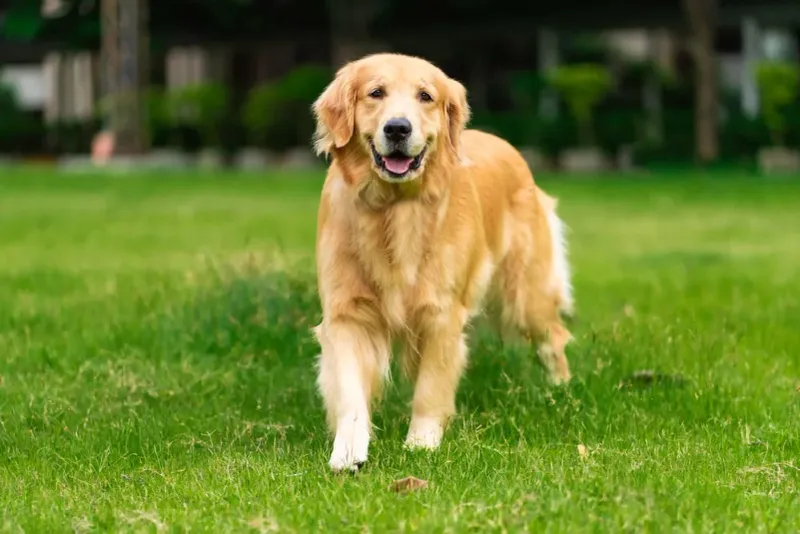 Golden Retriever