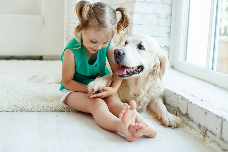Golden Retriever