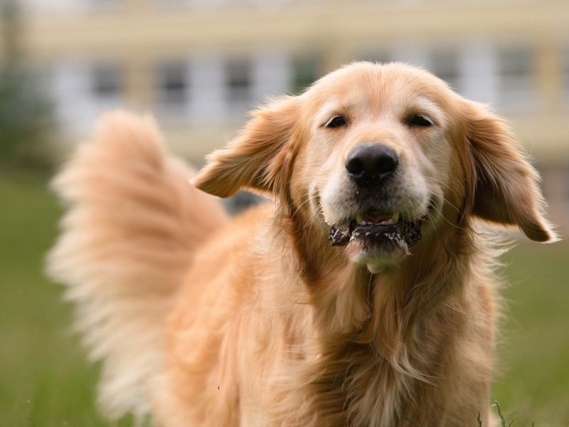 Golden Retriever