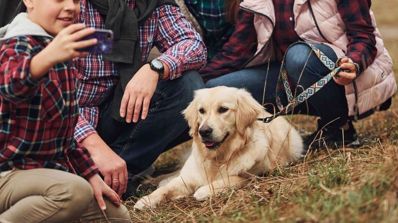 Golden Retriever
