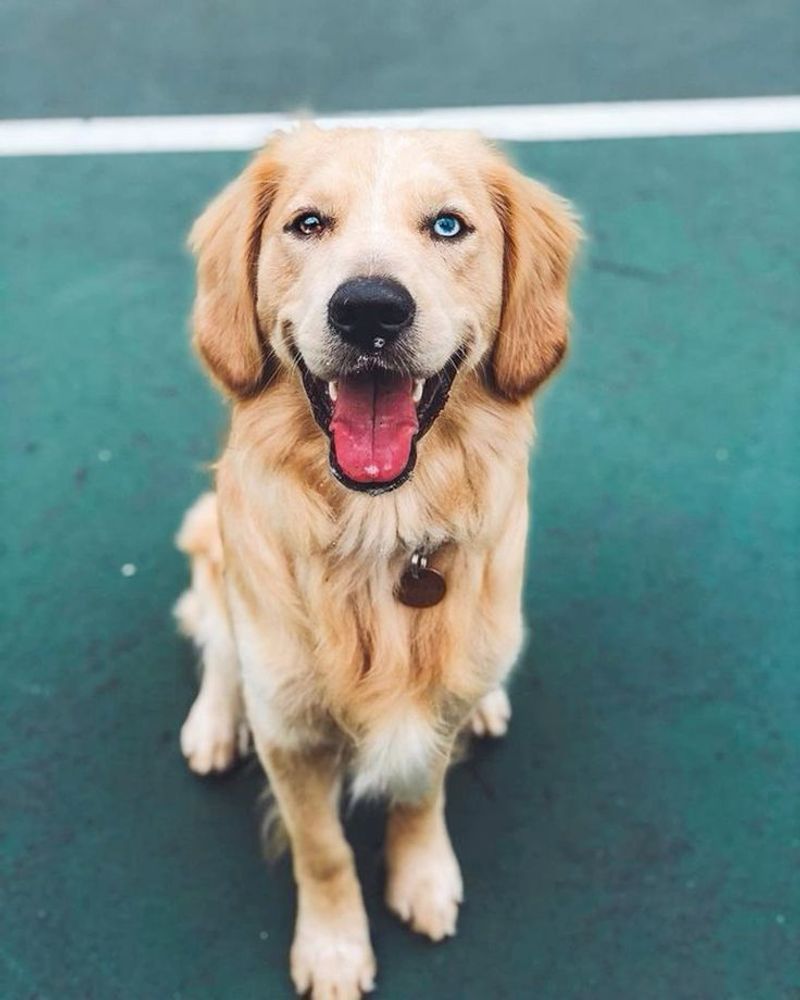 Golden Retriever