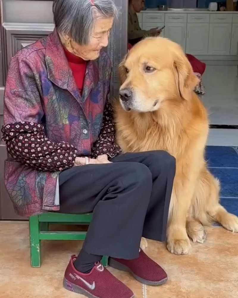 Golden Retriever