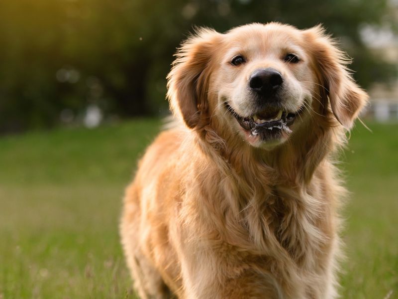 Golden Retriever