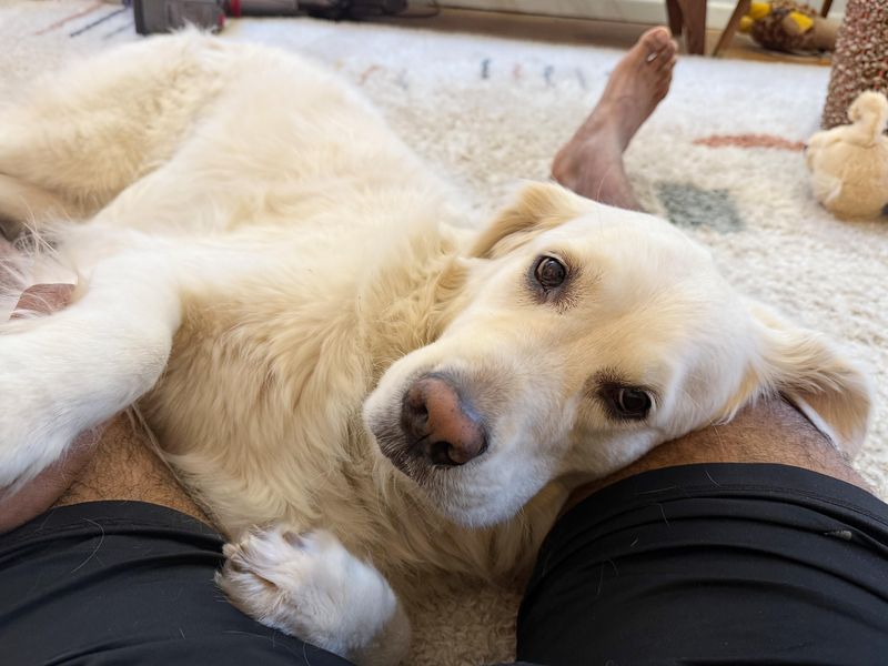 Golden Retriever with Soulful Eyes