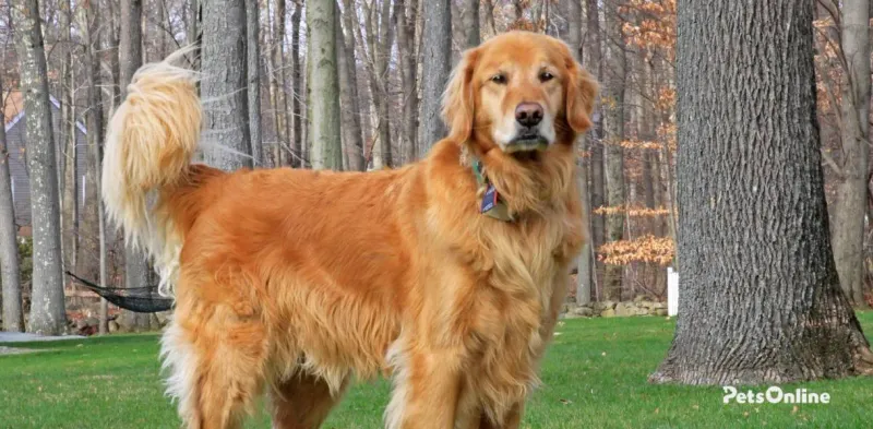 Golden Retriever