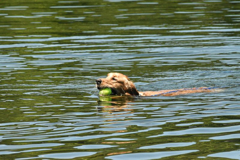 Golden Swimmers