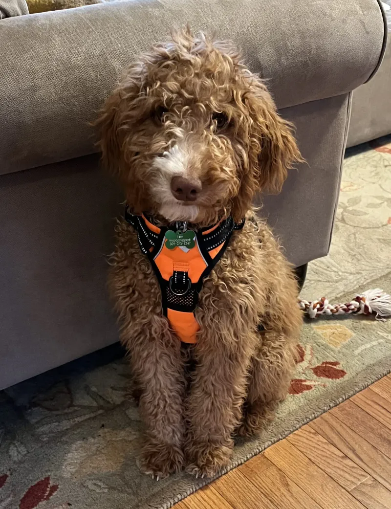 Goldendoodle